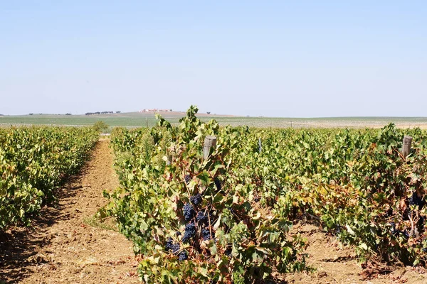 Krajina Portugalské Vinice Alentejo Region — Stock fotografie