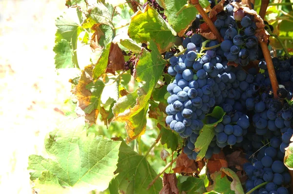 Cacho Uvas Maduras Ramo — Fotografia de Stock