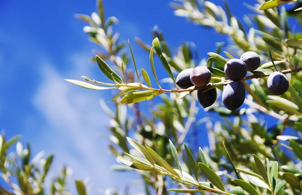成熟的橄榄果实挂在枝头上 — 图库照片