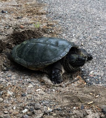 Ortak yapışma kaplumbağa Chelydra Serpentina