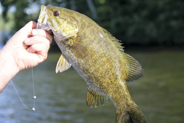 Arka planda bir göl ile bir Smallmouth bas Close-up