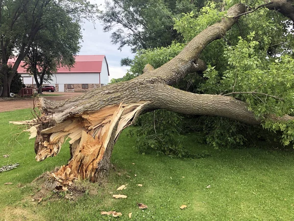 Storm Damaged Downed Ash Tree Broken Trunk Stump — Stock Photo, Image