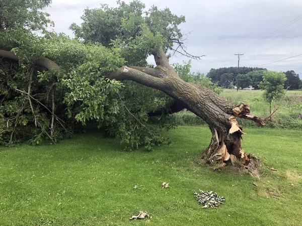 Storm Damage Broken Ash Tree — Stock Photo, Image