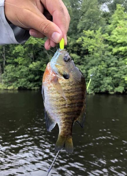 Frischwasserbluegill Gehalten Von Einem Fischer Mit Einem See Und Bäumen — Stockfoto