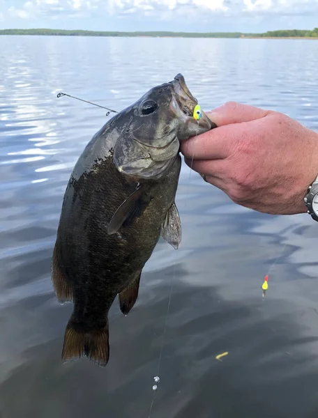 Sadece bağımlısı sonra ekranda Smallmouth bas