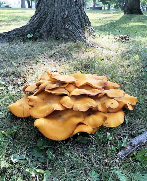 Jack Lantern Mérgező Vagy Omphalotus Olearius Gomba Zöld Gyep Egy Jogdíjmentes Stock Fotók