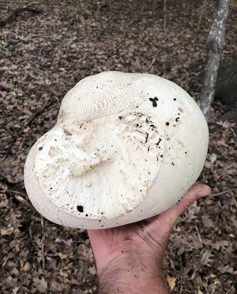 Hongo Puffball Mantiene Mano Con Suelo Del Bosque Fondo — Foto de Stock