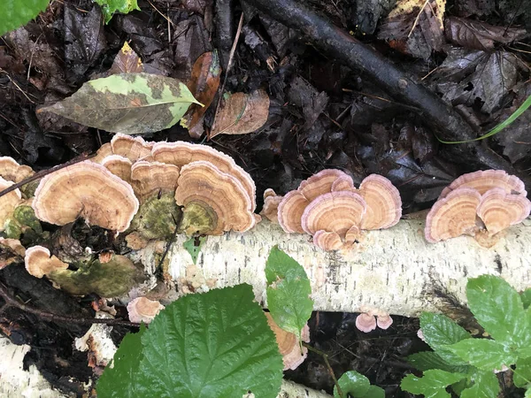 Wilde Paddestoelen Groeien Een Berk Log Maken Een Natuur Achtergrond — Stockfoto