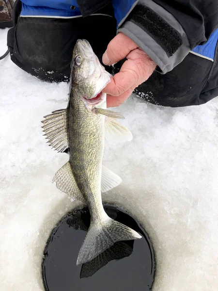 Ψαράς Πάγου Απελευθερώνοντας Ένα Walleye Πίσω Στην Παγωμένη Λίμνη — Φωτογραφία Αρχείου