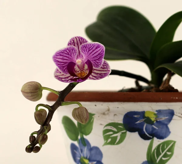 Lila Orchidea Teljes Virágzás Orchidea Fókuszpont — Stock Fotó