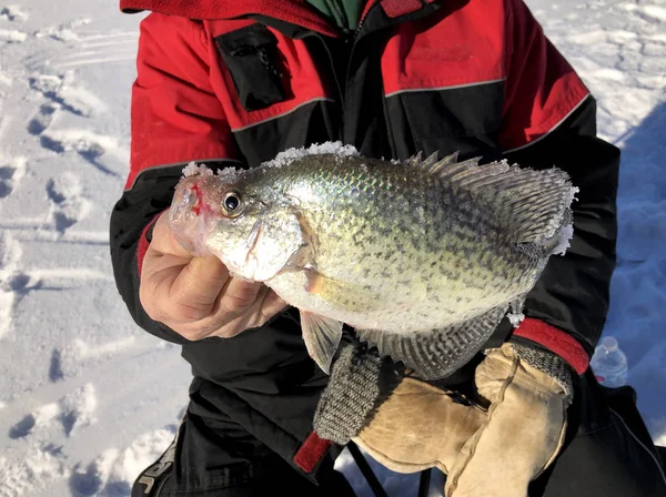 Pescador Gelo Segurando Tipo Peixe Recentemente Pego — Fotografia de Stock