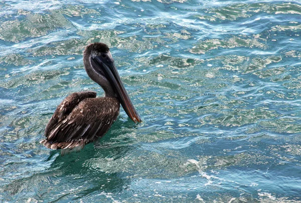 Pelican Hunting Food Tropical Sea — Stock Photo, Image