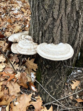 Artist or Conk mushrooms growing on an Oak tree in a winter landscape clipart