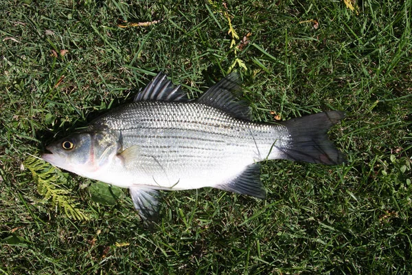 Nahaufnahme Eines Weißen Basses Oder Sandbarsches Der Auf Einem Grünen — Stockfoto