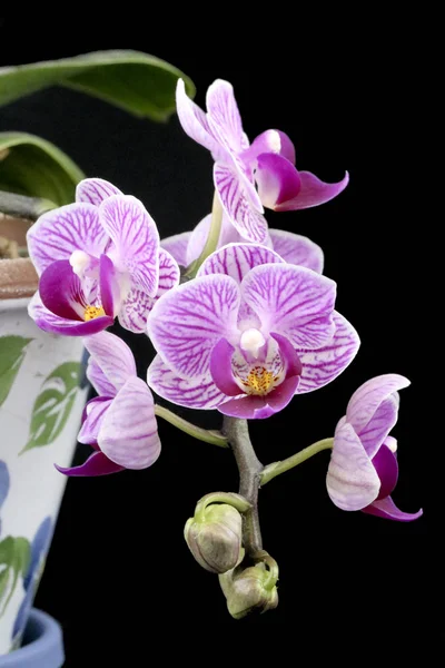 Orchidea Virág Háttér Fekete Csepp — Stock Fotó