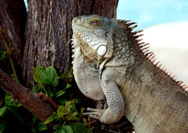 Bir Iguana kertenkele closeup