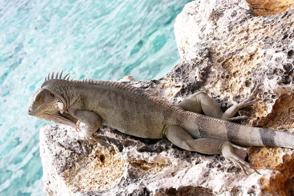 Lézard Iguane Sur Une Falaise Océanique Réchauffant Soleil Tropical — Photo