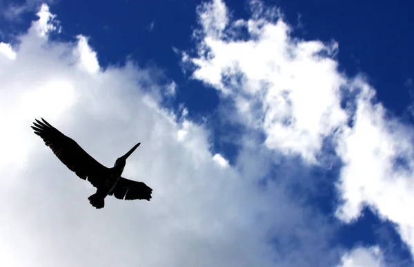 Pelican Flight Wings Spread Blue Sky Royalty Free Stock Images