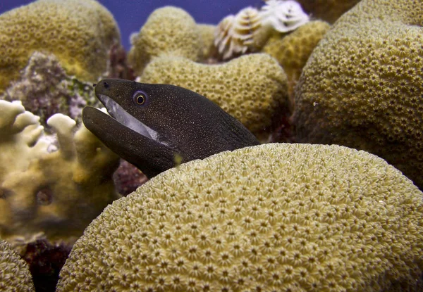 水下珊瑚礁上的金链鳗鱼 — 图库照片