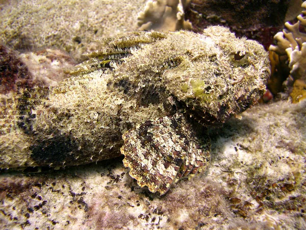 Skorpióhal Beleolvad Coral Reef Mint Vadászik Élelmiszer — Stock Fotó