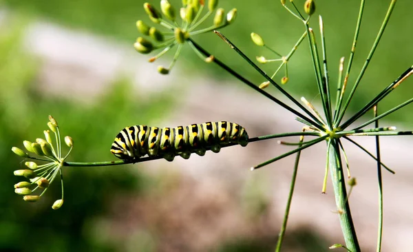 Larvale Stadium Van Een Zwarte Swallowtail Vlinder Een Tuin Dille — Stockfoto