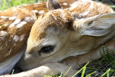 Vahşi doğada Whitetail Geyik yeni doğan açık kahverengi closeup