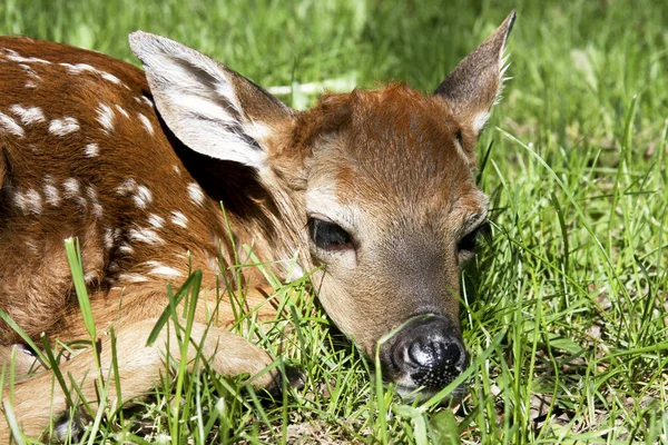 Whitetail Geyik Closeup Fawn — Stok fotoğraf