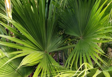 Vahşi tropikal Ferns arka plan