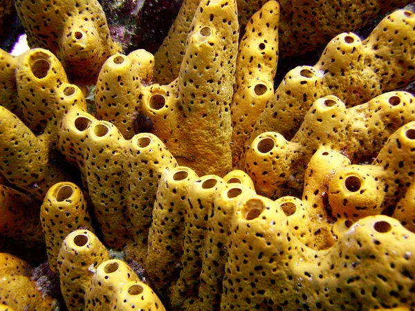 Chimenea de coral en un arrecife del Caribe —  Fotos de Stock