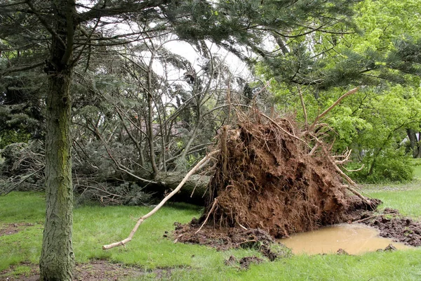 Дерево на земле от бури — стоковое фото