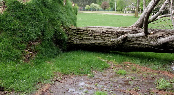 Árbol desarraigado por una fuerte tormenta de viento —  Fotos de Stock