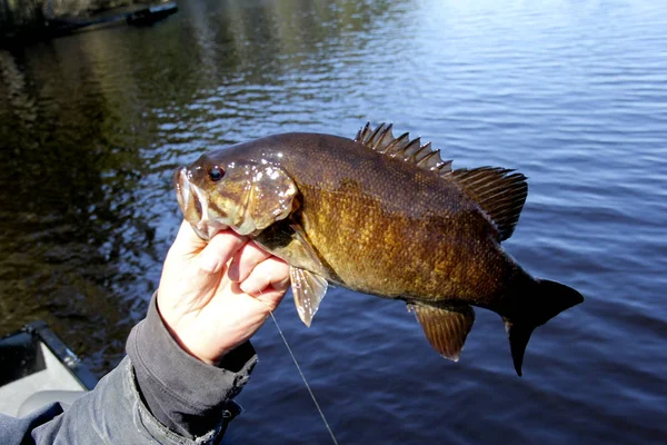 Small-mouth Bass Nahaufnahme — Stockfoto