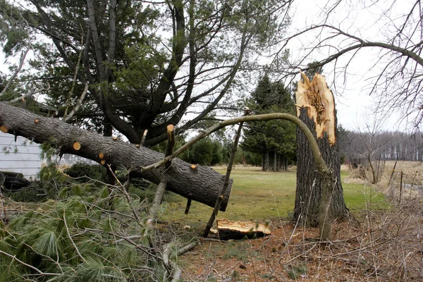 Дерево, пострадавшее от летней бури — стоковое фото