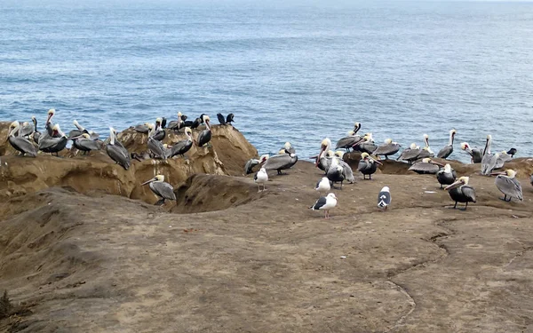 Flock of Pelicans on an Ocean Cliff — Stock Photo, Image