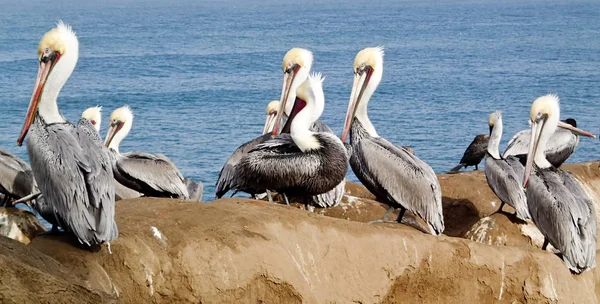 Wild Pelicans on an Ocean overlook — Stock Photo, Image
