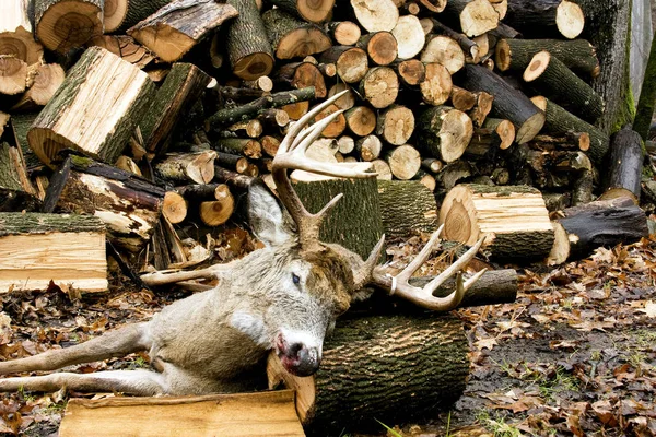 Trofeo Whitetail Buck cosechado — Foto de Stock