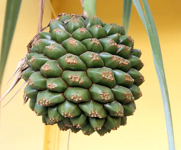 Primo piano di un cactus tropicale — Foto Stock