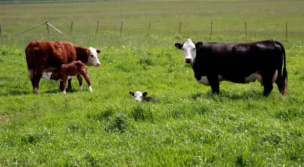Mucche e vitelli di Hereford — Foto Stock