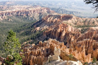 Bryce Kanyonu'nda Pines dolu vadi