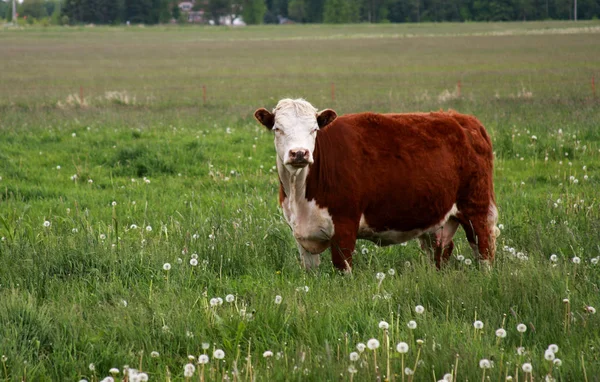 Херефордская корова на летнем пастбище — стоковое фото