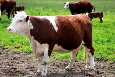 Hereford Sığır Bir Çiftlik Alanında