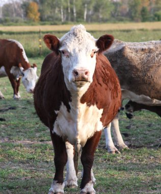 Bir Hereford İnek görünümünde Kafa