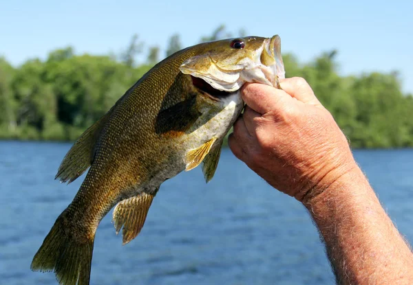 Balıkçı yakalanmış bir Küçük Ağız Bass gösterir — Stok fotoğraf