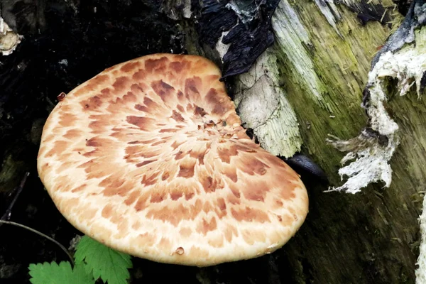 Closeup of a Dryad Saddle or Pheasant Tail Mushroom — Stock Photo, Image