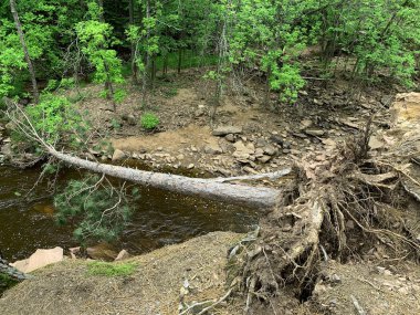 Sel hasarından aşağı ağaç