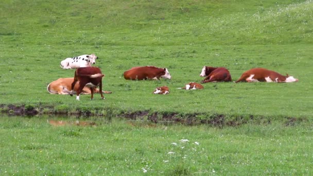 Hereford Krávy Telata Zelené Travní Pastvině — Stock video