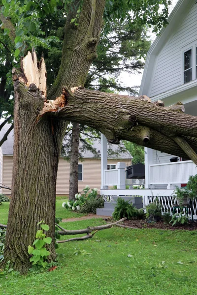 Сломанное дерево от сильных ветров и бури — стоковое фото