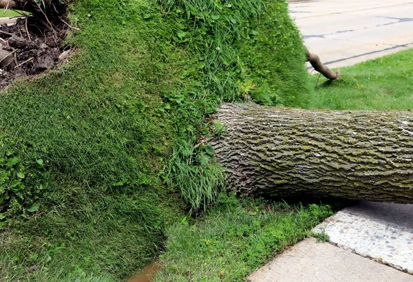 Terrace tree downed by severe storm — Stock Photo, Image