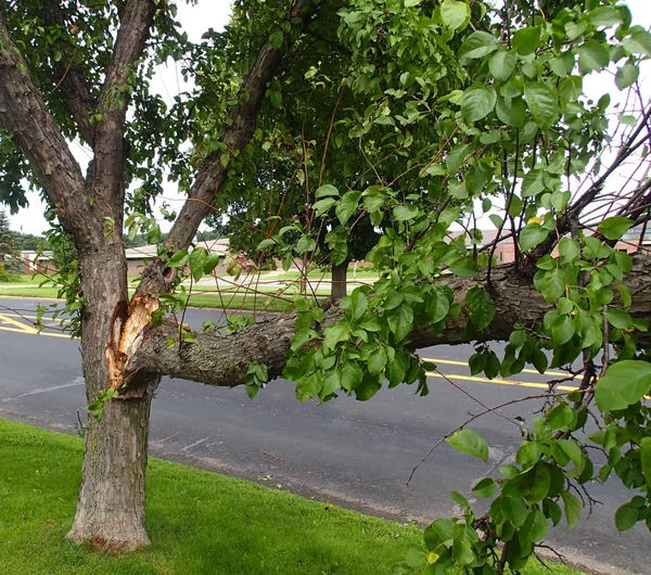 Broken tree from a wind storm — Stock Photo, Image