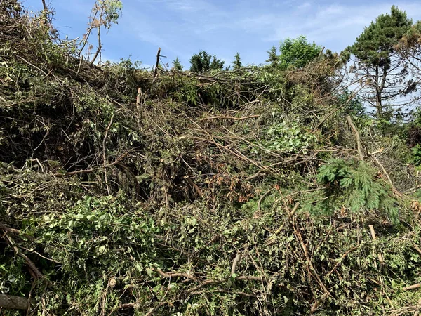 Brush pile from storm clean up — Stock Photo, Image